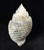Cancellaria conradiana DALL 1890  - Bild © FossNet FossilienStore